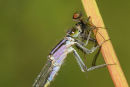 06-6213 Close up of a Blue Tailed Damselfy (Ischnura elegans) Feeding on a Fly